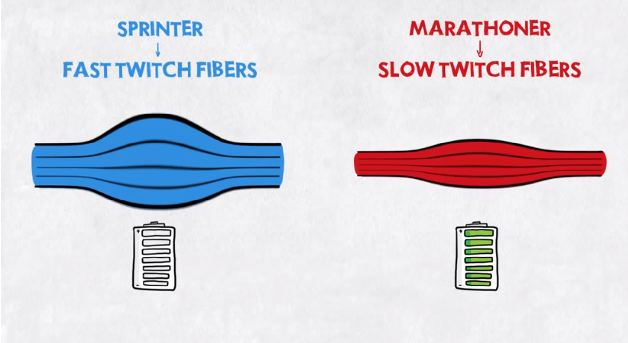 Sprinter vs. Marathoner